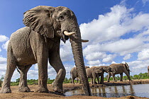 African Elephant (Loxodonta africana) herd drinking at waterhole, Mashatu Game Reserve, Botswana