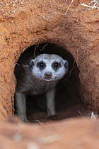 Meerkat (Suricata suricatta) in burrow, Tswalu Game Reserve, South Africa