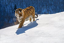 Siberian Tiger (Panthera tigris altaica) in winter, Land of the Leopard National Park, Russian Far East, Russia