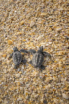 Kemp's Ridley Sea Turtle (Lepidochelys kempii) hatchlings, Rancho Nuevo Beach, Tamaulipas, Mexico
