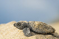 Kemp's Ridley Sea Turtle (Lepidochelys kempii) hatchling, Rancho Nuevo Beach, Tamaulipas, Mexico