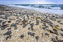 Kemp's Ridley Sea Turtle (Lepidochelys kempii) hatchlings going to sea, Rancho Nuevo Beach, Tamaulipas, Mexico