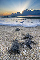 Kemp's Ridley Sea Turtle (Lepidochelys kempii) hatchlings going to sea, Rancho Nuevo Beach, Tamaulipas, Mexico