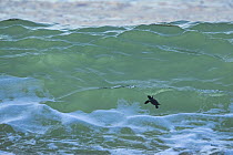 Kemp's Ridley Sea Turtle (Lepidochelys kempii) hatchling in surf, Rancho Nuevo Beach, Tamaulipas, Mexico