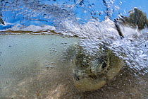 Kemp's Ridley Sea Turtle (Lepidochelys kempii) female entering sea, Rancho Nuevo Beach, Tamaulipas, Mexico
