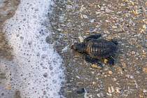Kemp's Ridley Sea Turtle (Lepidochelys kempii) hatchling going to sea, Rancho Nuevo Beach, Tamaulipas, Mexico