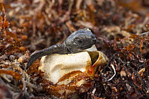 Kemp's Ridley Sea Turtle (Lepidochelys kempii) hatchling emerging from egg, Rancho Nuevo Beach, Tamaulipas, Mexico