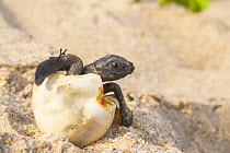 Kemp's Ridley Sea Turtle (Lepidochelys kempii) hatchling emerging from egg, Rancho Nuevo Beach, Tamaulipas, Mexico
