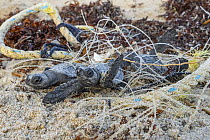 Kemp's Ridley Sea Turtle (Lepidochelys kempii) hatchlings entangled in abandoned fishing gear, Rancho Nuevo Beach, Tamaulipas, Mexico