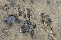 Kemp's Ridley Sea Turtle (Lepidochelys kempii) hatchlings next to Domestic Dog (Canis familiaris) tracks, Rancho Nuevo Beach, Tamaulipas, Mexico