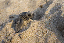 Kemp's Ridley Sea Turtle (Lepidochelys kempii) hatchling emerging from nest, Rancho Nuevo Beach, Tamaulipas, Mexico