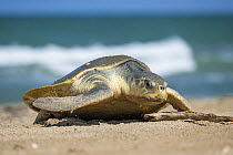 Kemp's Ridley Sea Turtle (Lepidochelys kempii) female coming ashore to nest, Rancho Nuevo Beach, Tamaulipas, Mexico