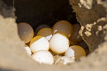 Kemp's Ridley Sea Turtle (Lepidochelys kempii) eggs in nest, Rancho Nuevo Beach, Tamaulipas, Mexico