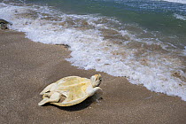 Kemp's Ridley Sea Turtle (Lepidochelys kempii) female flipped over on beach, Rancho Nuevo Beach, Tamaulipas, Mexico