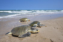 Kemp's Ridley Sea Turtle (Lepidochelys kempii) females coming ashore to nest, Rancho Nuevo Beach, Tamaulipas, Mexico