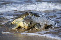 Kemp's Ridley Sea Turtle (Lepidochelys kempii) female coming ashore to nest, Rancho Nuevo Beach, Tamaulipas, Mexico