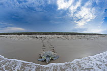 Kemp's Ridley Sea Turtle (Lepidochelys kempii) female returning to sea after nesting, Rancho Nuevo Beach, Tamaulipas, Mexico