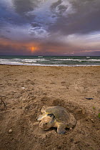Kemp's Ridley Sea Turtle (Lepidochelys kempii) female laying eggs, Rancho Nuevo Beach, Tamaulipas, Mexico