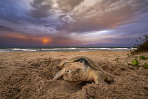 Kemp's Ridley Sea Turtle (Lepidochelys kempii) female laying eggs, Rancho Nuevo Beach, Tamaulipas, Mexico