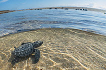 Kemp's Ridley Sea Turtle (Lepidochelys kempii) hatchling in water, Rancho Nuevo Beach, Tamaulipas, Mexico