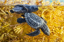 Kemp's Ridley Sea Turtle (Lepidochelys kempii) hatchlings in water, Rancho Nuevo Beach, Tamaulipas, Mexico