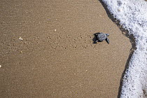 Kemp's Ridley Sea Turtle (Lepidochelys kempii) hatchling going to sea, Rancho Nuevo Beach, Tamaulipas, Mexico