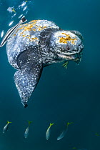 Leatherback Sea Turtle (Dermochelys coriacea) male, Kai Islands, Maluku Islands, Indonesia