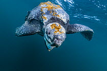 Leatherback Sea Turtle (Dermochelys coriacea) male, Kai Islands, Maluku Islands, Indonesia