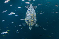 Leatherback Sea Turtle (Dermochelys coriacea) female, Kai Islands, Maluku Islands, Indonesia
