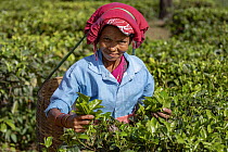 Tea picker, Assam, India