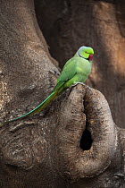 Rose-ringed Parakeet (Psittacula krameri), Ranthambore National Park, India