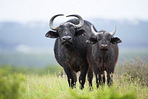 Cape Buffalo (Syncerus caffer) mother and calf, Addo National Park, South Africa