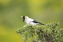 Wattled Starling (Creatophora cinerea), Addo National Park, South Africa