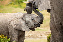 African Elephant (Loxodonta africana) calf placing trunk in mother's mouth, Addo National Park, South Africa, sequence 2 of 3