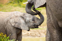 African Elephant (Loxodonta africana) calf placing trunk in mother's mouth, Addo National Park, South Africa, sequence 3 of 3