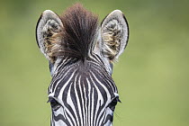 Burchell's Zebra (Equus burchellii), Addo National Park, South Africa