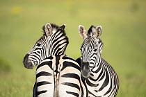 Burchell's Zebra (Equus burchellii) pair, Addo National Park, South Africa