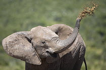 African Elephant (Loxodonta africana) mud bathing, Addo National Park, South Africa