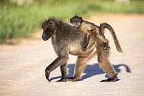 Chacma Baboon (Papio ursinus) mother carrying young, Addo National Park, South Africa
