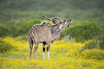 Greater Kudu (Tragelaphus strepsiceros) male scratching itself in spring flowers, Addo National Park, South Africa