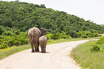 African Elephant (Loxodonta africana) mother and calf on road, Addo National Park, South Africa
