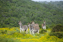 Burchell's Zebra (Equus burchellii) herd in spring flowers, Addo National Park, South Africa