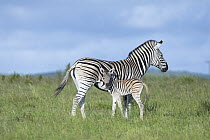 Burchell's Zebra (Equus burchellii) mother and foal, Addo National Park, South Africa