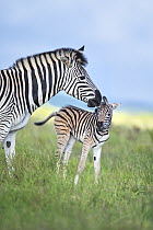 Burchell's Zebra (Equus burchellii) mother nuzzling foal, Addo National Park, South Africa