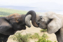 African Elephant (Loxodonta africana) pair play-fighting, Addo National Park, South Africa