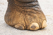 African Elephant (Loxodonta africana) foot, Addo National Park, South Africa