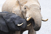 African Elephant (Loxodonta africana) pair drinking, Addo National Park, South Africa