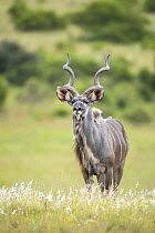 Greater Kudu (Tragelaphus strepsiceros) male, Addo National Park, South Africa
