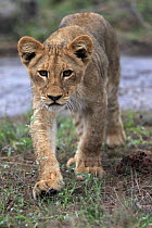 African Lion (Panthera leo) cub, Sabi-sands Game Reserve, South Africa