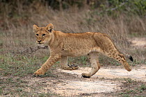African Lion (Panthera leo) cub running, Sabi-sands Game Reserve, South Africa